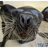 SEAQUARIUM