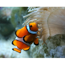 SEAQUARIUM