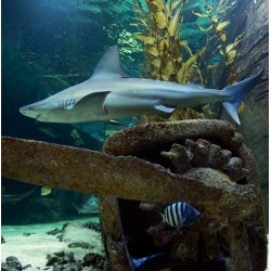 SEAQUARIUM