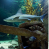 SEAQUARIUM