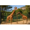 ZOO BARBEN
